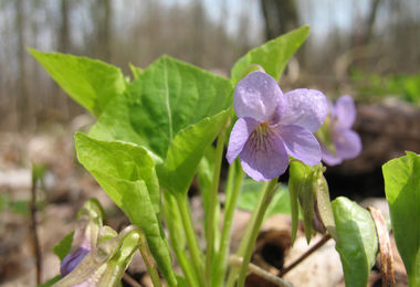 Křížová hora u Litoměřic – botanická exkurze