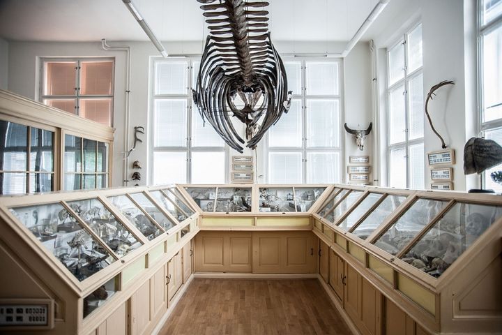 Muzeum normální a srovnávací anatomie Anatomického ústavu 1. lékařské fakulty UK v Praze