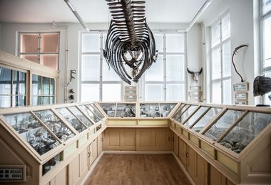Muzeum normální a srovnávací anatomie Anatomického ústavu 1. lékařské fakulty UK v Praze